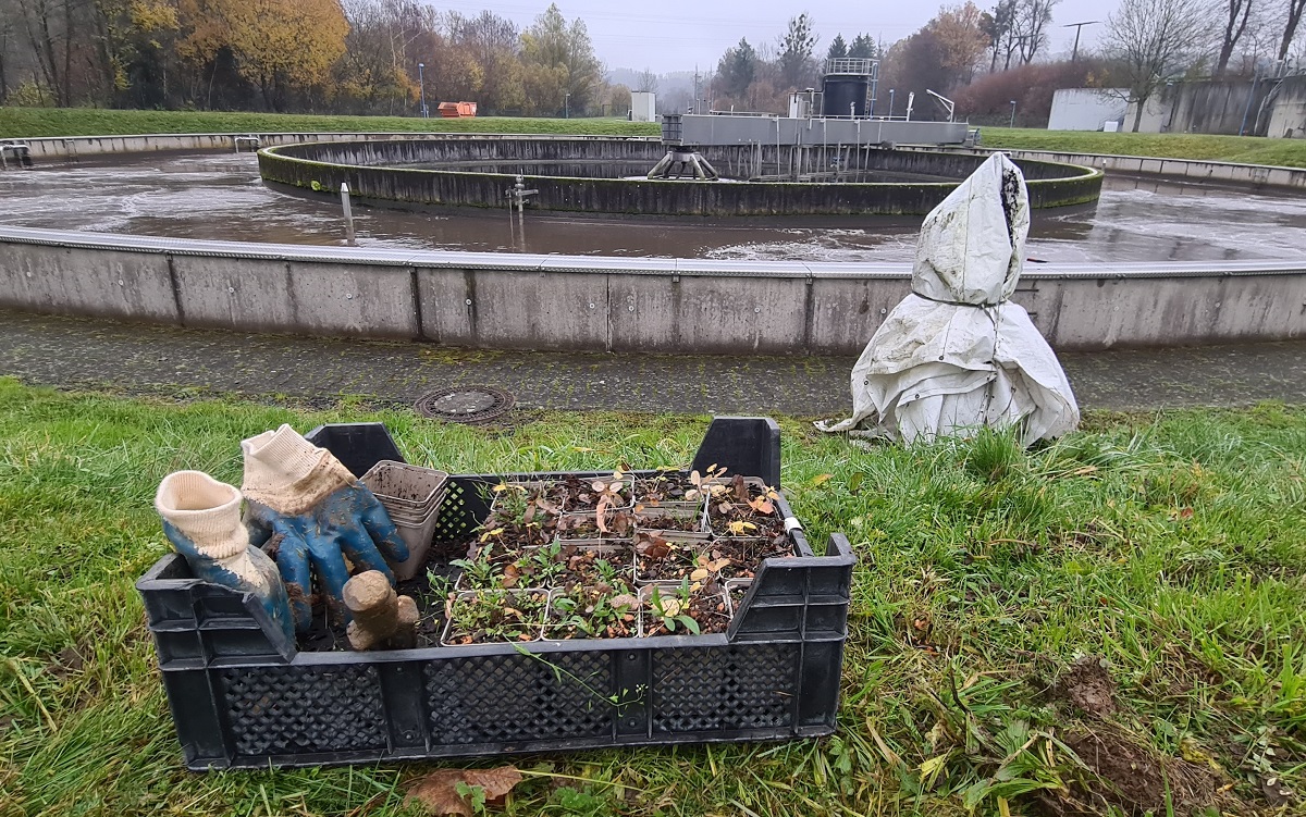 Auf den Wiesen rund um die Klranlage Montabaur haben die Verbandsgemeindewerke den Groen Wiesenknopf anpflanzen lassen, um Lebensraum fr den streng geschtzten Schmetterling Wiesenknopf-Ameisenbluling zu schaffen. Die Manahme ist Teil eines Artenschutzprojektes der Stiftung Natur und Umwelt RLP, die auch die Pflanzungen durchgefhrt hat. (Foto: SNU / Pascal Hpner)