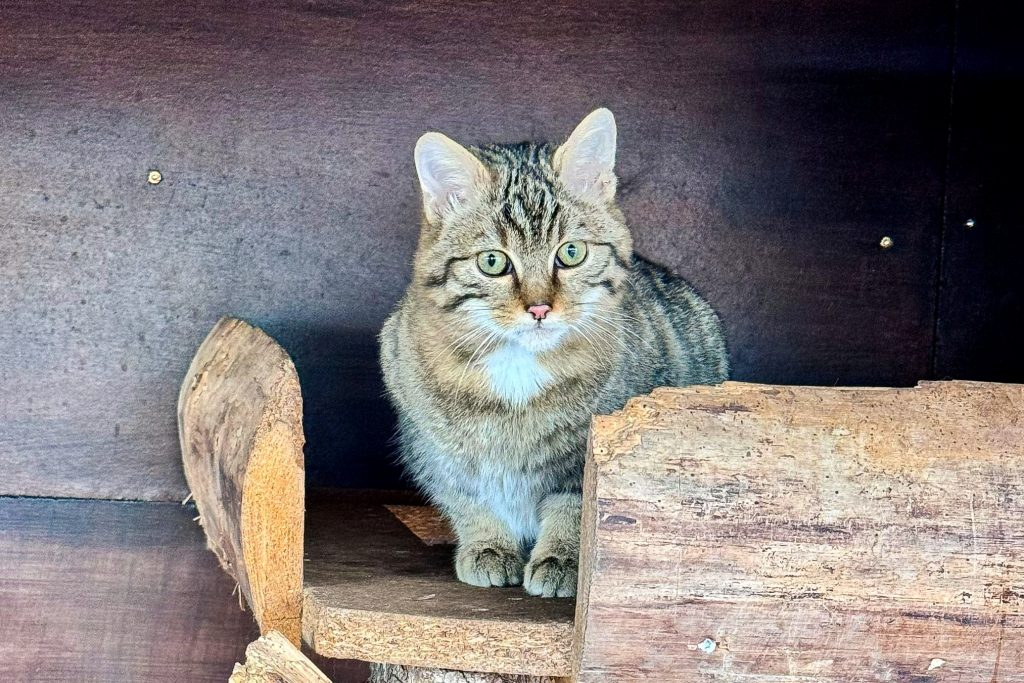 Der kleine Findling hat sich prchtig entwickelt (Foto: Archiv NI)