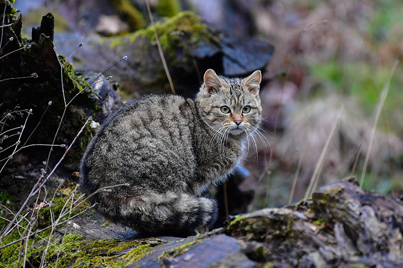 Vortrag in Dierdorf: Auf den Spuren der Wildkatze im Westerwald 