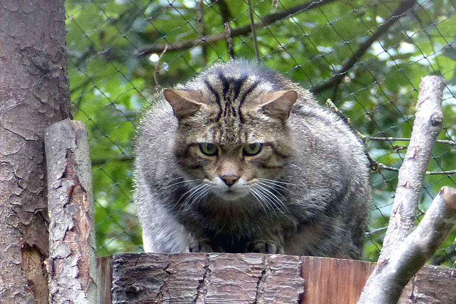 Wildkatzen - Bedrohte Jger