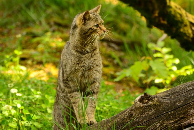 Wildkatze. Foto: Harry Neumann/NI