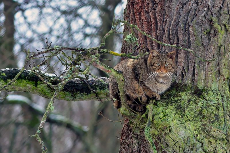 Winterwanderung durch den Wildpark Tiergarten Weilburg
