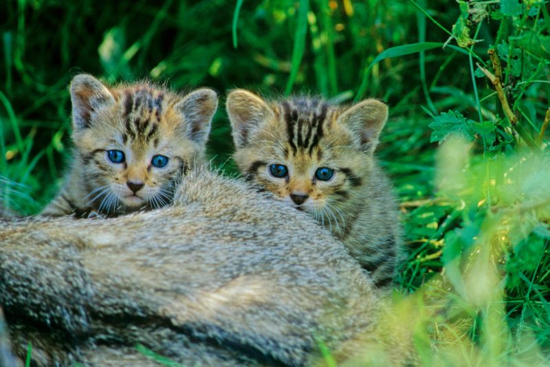 Junge Wildkatzen. Foto:BUND