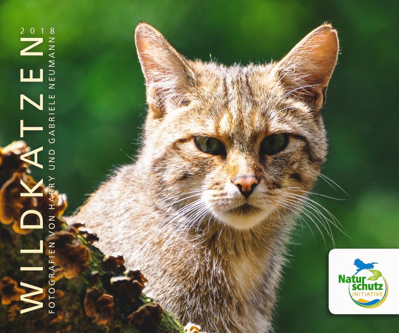 Hilfe fr Waldbewohner - Der Wildkatzenkalender ist wieder da