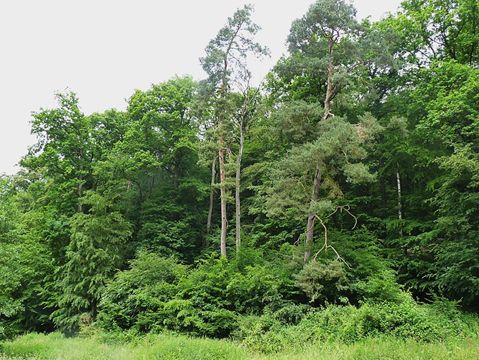 Wildnis in Deutschlands Wldern  Molsberger Gesprche