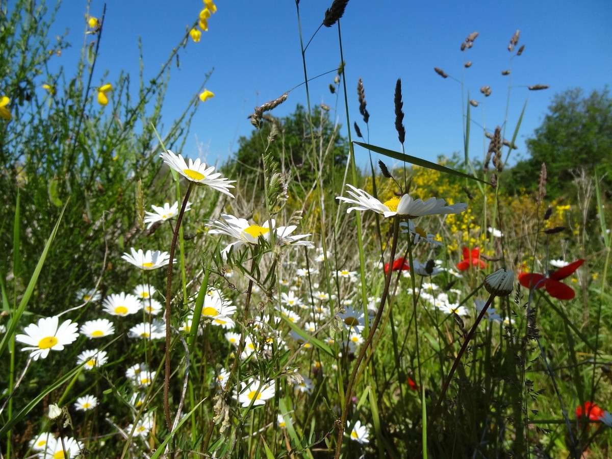 Wildpflanzinitiative in Asbach im Rennen um Swag-Frderpreis