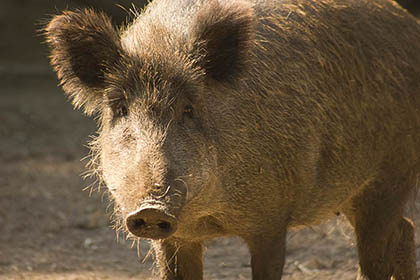 Wildschwein tot gefahren und auf der Strae liegen gelassen