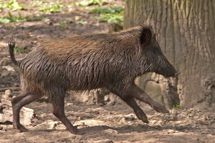 Notbremsung wegen Wildschweinen: Unfall mit Verletzten