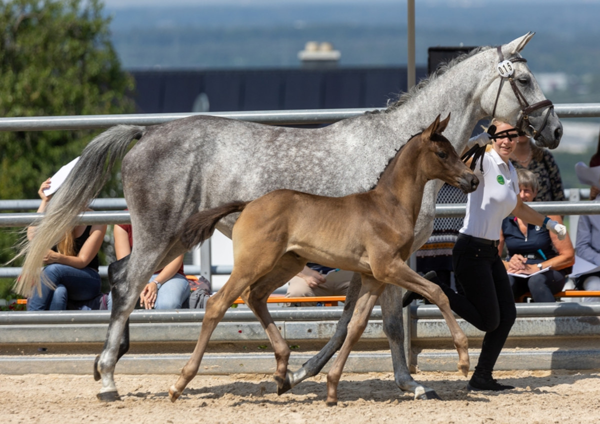 Die besten Trakehner-Fohlen werden in Windhagen zu sehen sein. (Foto: Veranstalter)