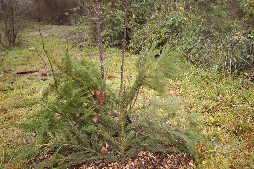 BUND Gartentipp Dezember: Winterschutz installieren