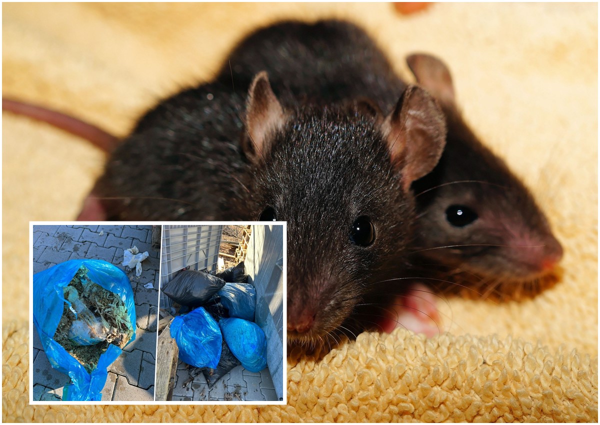 Müll, Gestank, verärgerte Nachbarn: Veterinäramt holt mehr als 400 Ratten aus einem Haus in Wissen