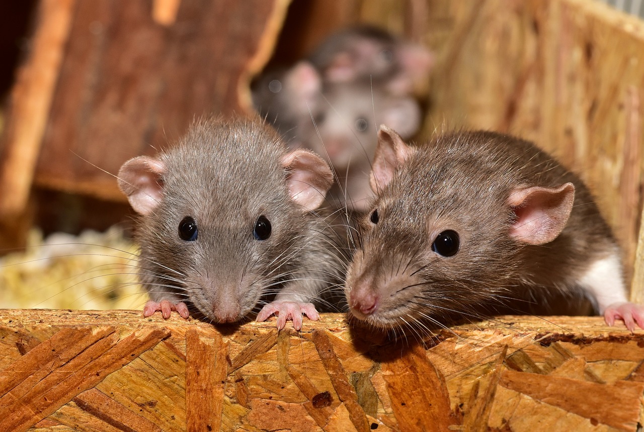 Wie viele Ratten sind noch im Rattenhaus in Wissen? Veterinäramt kündigt dritten Einsatz an