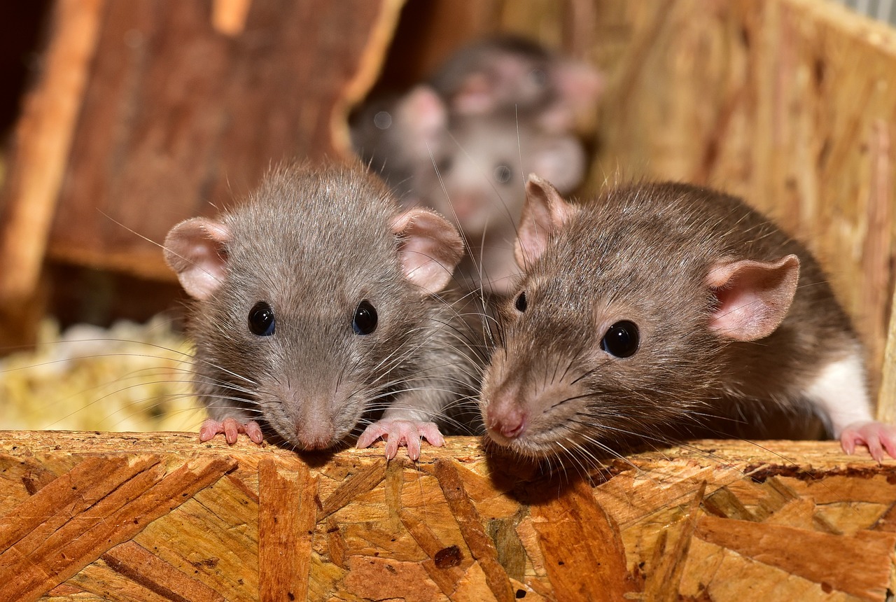 Wieviele Ratten sind noch im Rattenhaus von Wissen? (Symbolfoto)