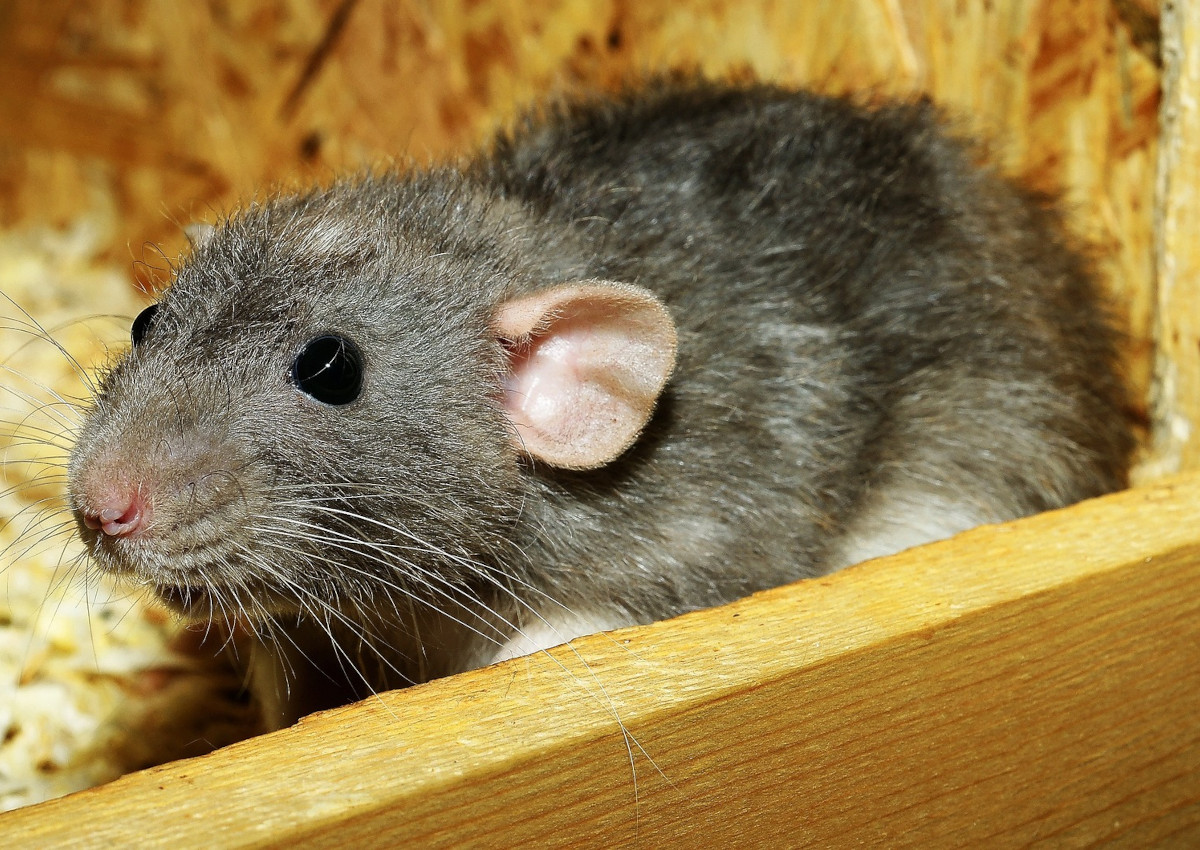 Rattenhaus in Wissen ist nun weitgehend leer: Veterinramt rettete insgesamt 1200 Ratten