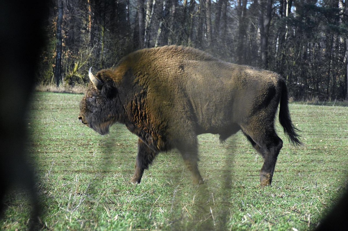 Die NABU fordert eine lckenlose Aufklrung des Falls um den erschossenen Wisentbullen. (Symbolbild)