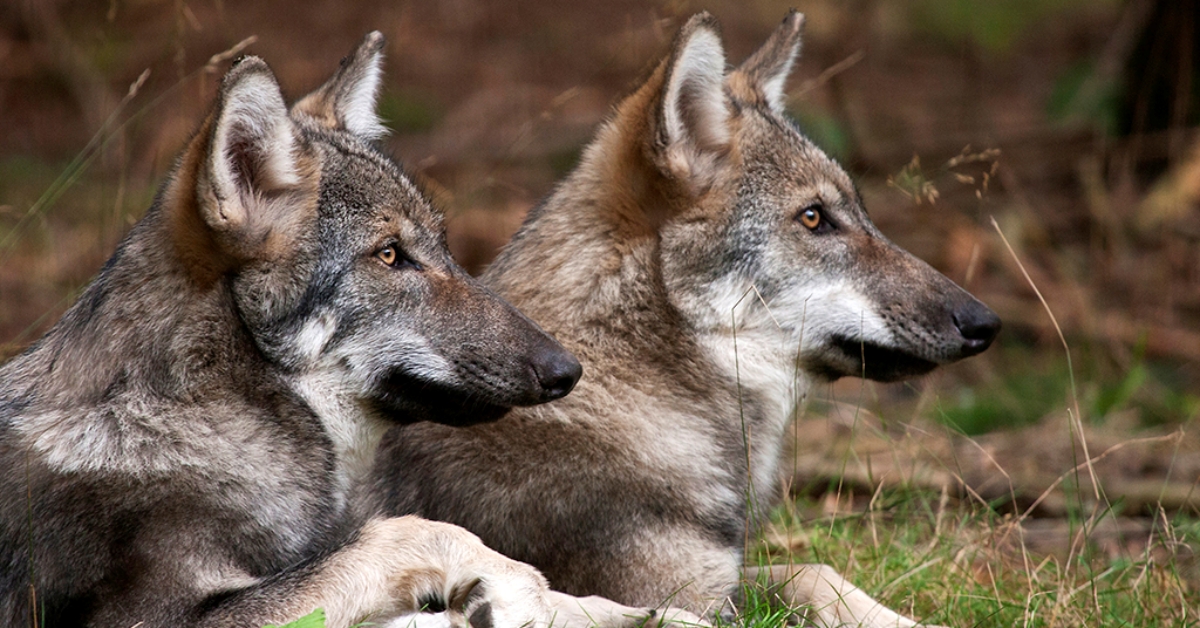 Europischer Wolf (Canis lupus). (Symbolfoto)