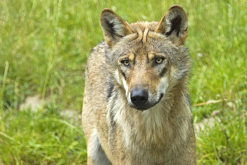 Umweltministerium: Erneuter Wolfsnachweis in Rheinland-Pfalz