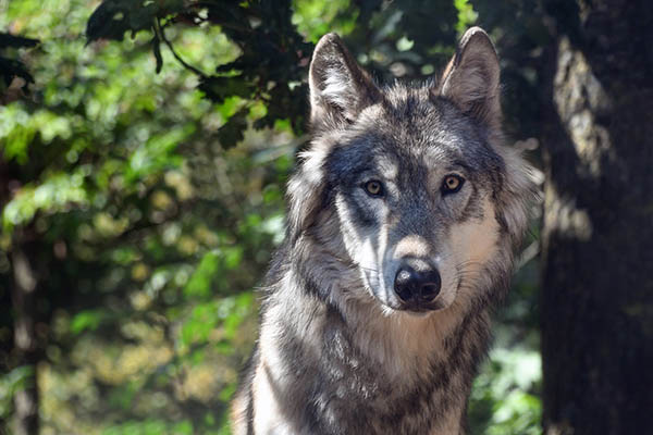 Kreis, Land und Verbnde informieren ber Wolfsmanagement