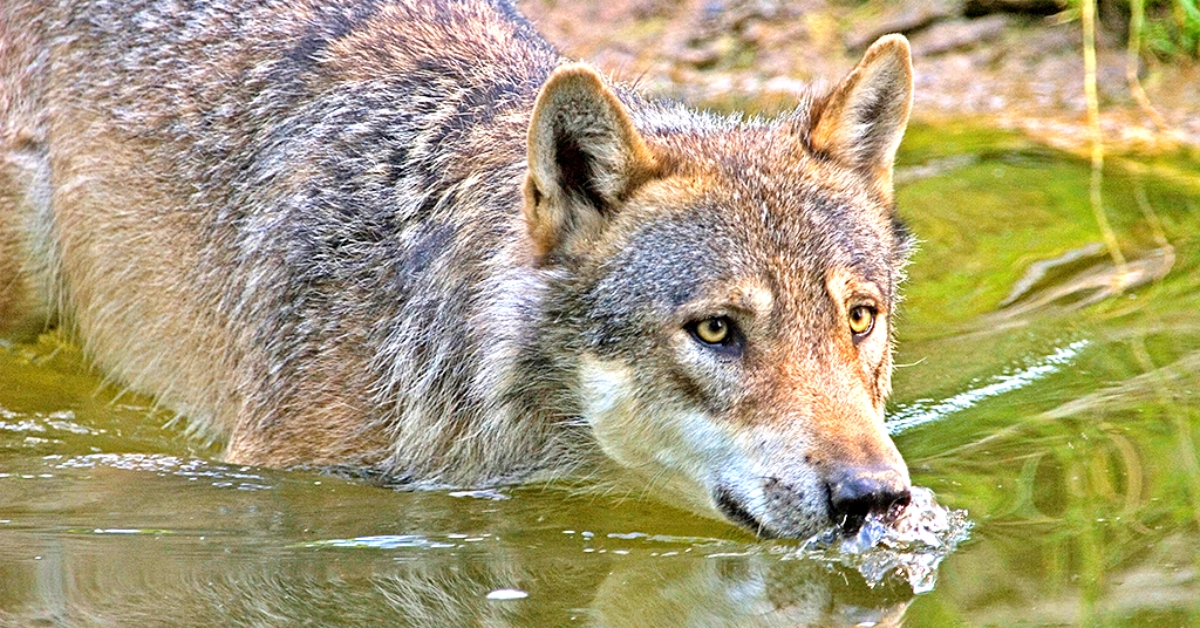 Wlfe im Westerwald: Das ist die aktuelle Situation