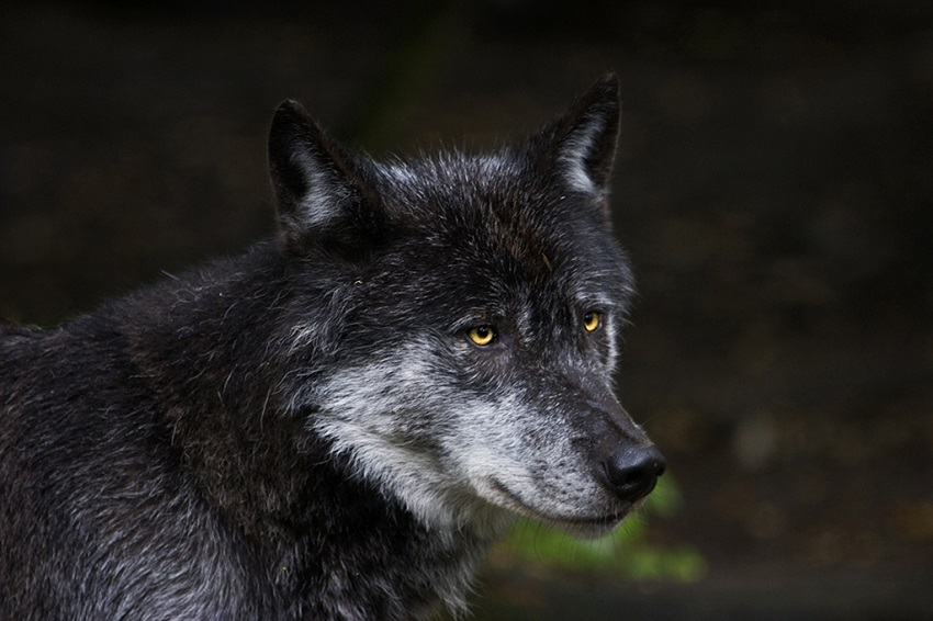 Wolfsindividualisierung liegt vor  im Westerwald sesshaft