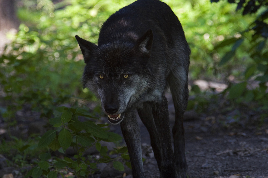 Wolf greift offenbar Rinderherde in Hasselbach an