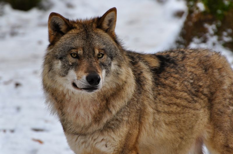 Keine Jagd auf Wlfe