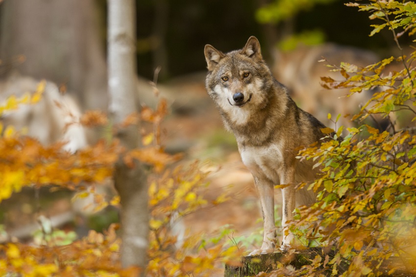 Vermutlich Wolfswelpe an der B 8 bei Rettersen tot gefahren