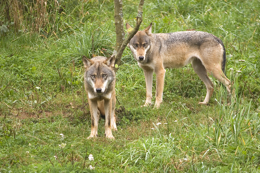 Neue Wolfsnachweise in den Kreisen Altenkirchen und Neuwied