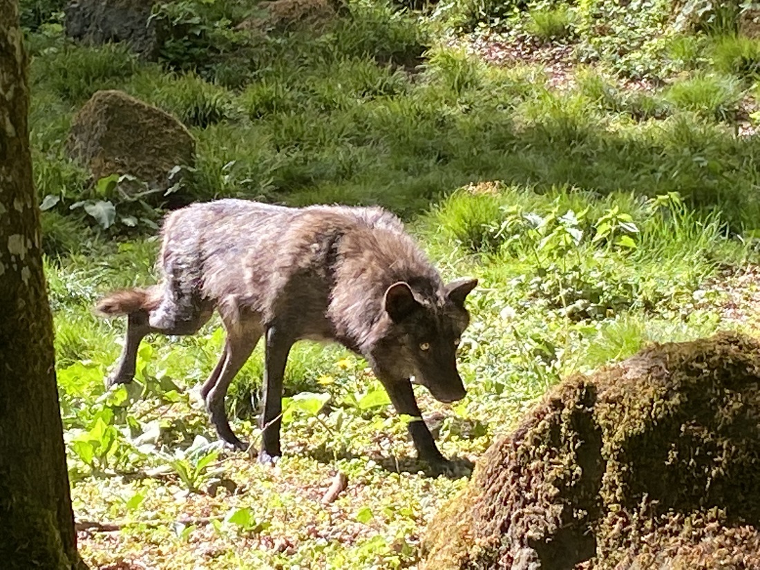 Die Ruhe vor dem Mahl: Ein Timberwolf erwartungsvoll kurz vor dem Festschmaus. (Fotos: H.Marmé)