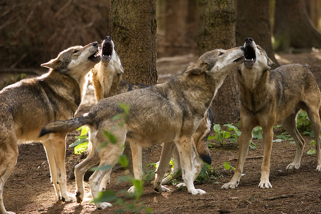 Ellen Demuth: Wolfsmanagementplan wird aktualisiert 