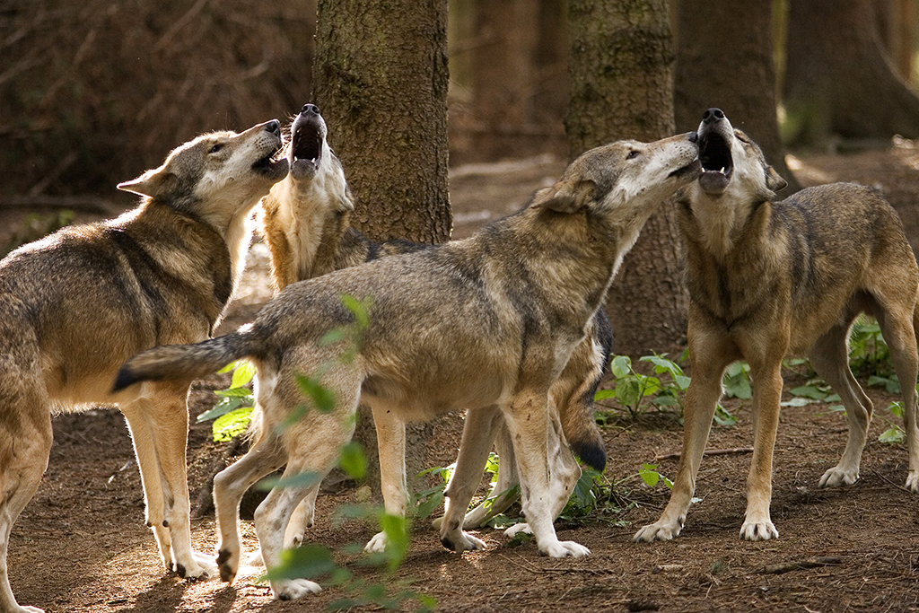 Noch gibt es im Westerwald kein Rudel. Foto: Wolfgang Tischler