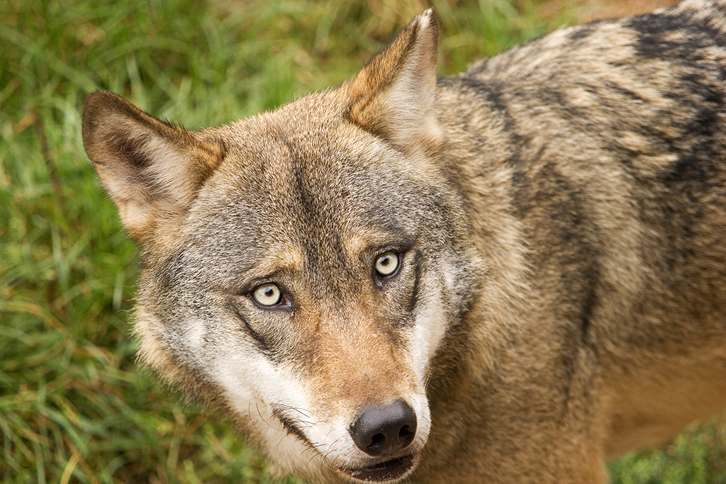 Der Dierdorfer Wolf stammt aus Cuxhaven. Symbolfoto: Wolfgang Tischler