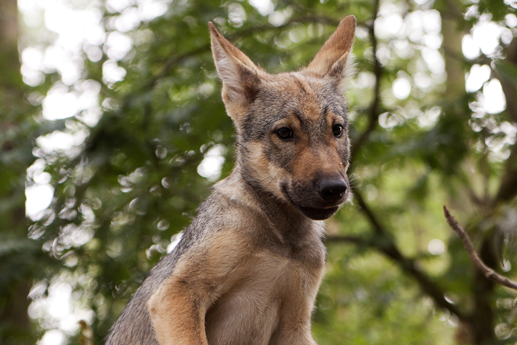 Nach dem Willen der Landwirte soll der Wolf bejagt werden. Foto: Wolfgang Tischler