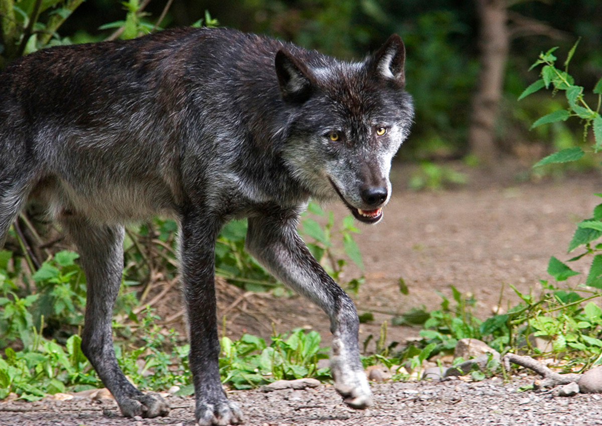 Fr Manahmen rund um den Wolf: Neue Auenstelle des KLUWO in Dierdorf geplant