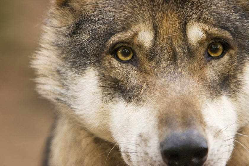 Neue Wolfsnachweise in der Verbandsgemeinde Hachenburg