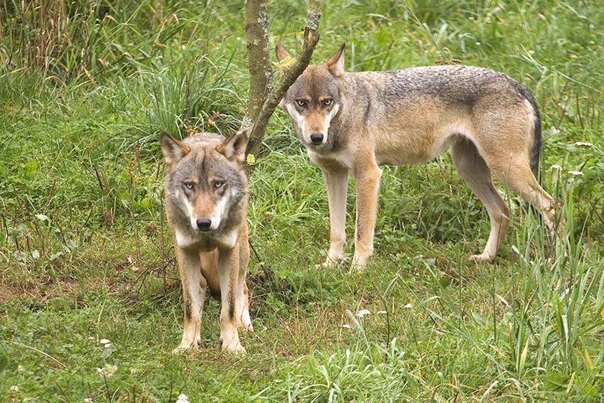 Die rheinland-pflzischen Weidehalter sehen durch wachsende Wolfspopulationen ihre Tiere gefhrdet. Foto: Wolfgang Tischler