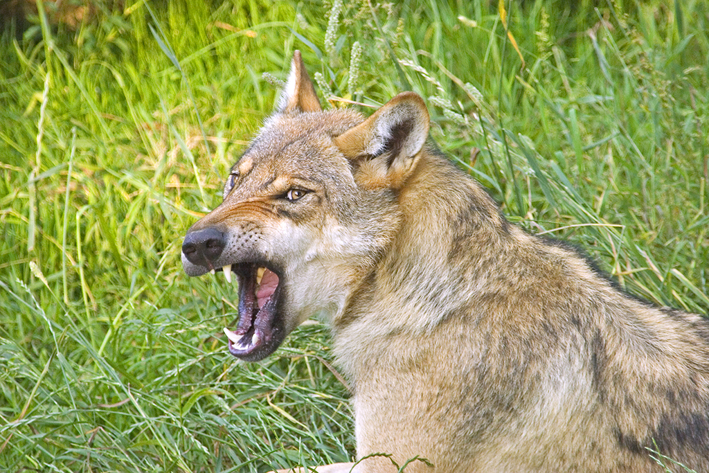 Vier Schafe in Mehren gerissen: War es ein Wolf? 