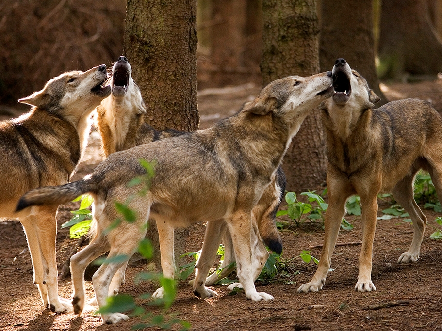 Wolfsnachweise: Weitere Nutztierrisse im Westerwald 