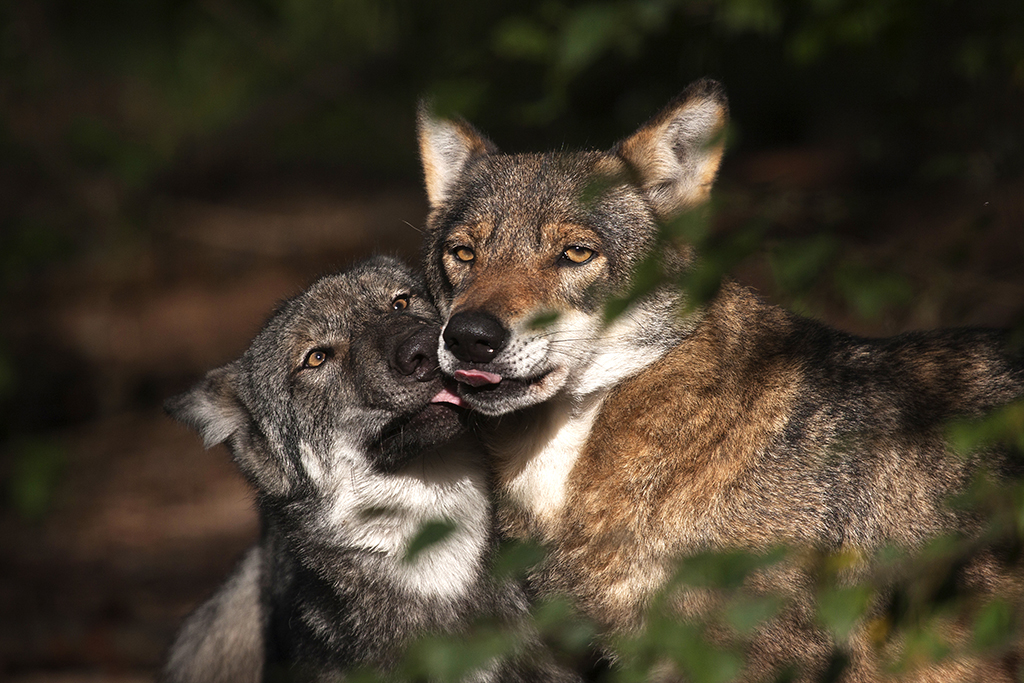 NI: Der Wolf ist zurck, um zu bleiben