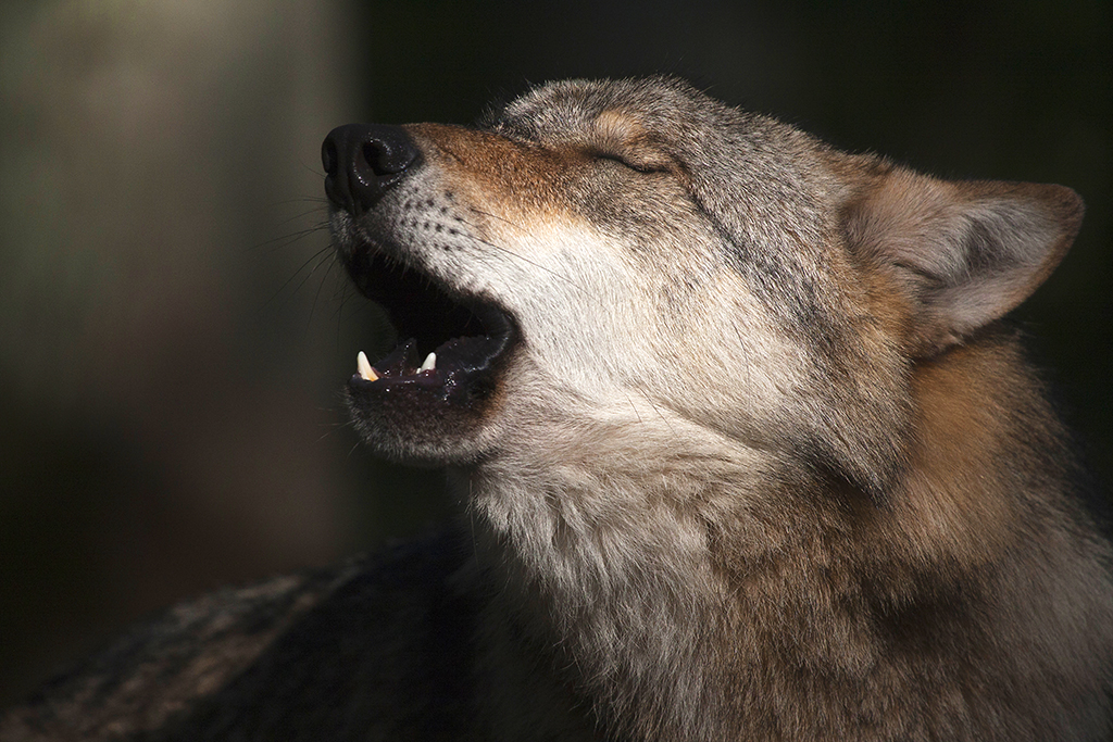 Totes Reh bei Leutesdorf nicht von Wolf gerissen