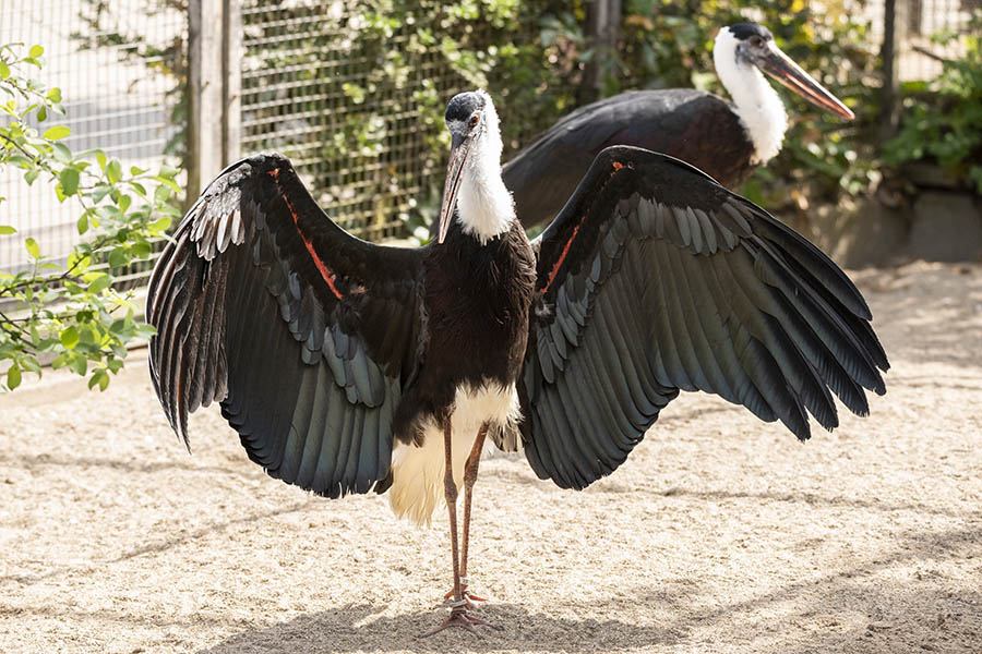 Zoo Neuwied hat nun Asiatische Wollhalsstrche