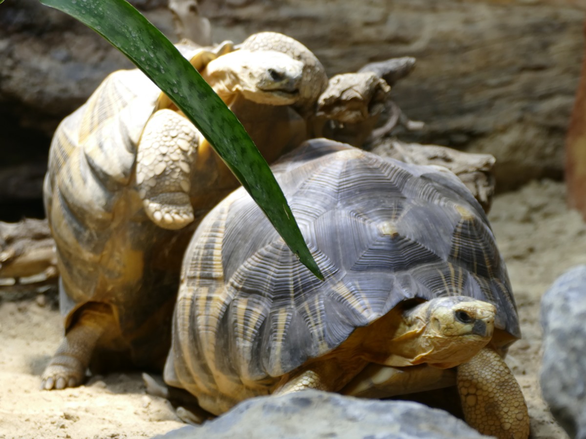 Die Strahlenschildkröten fühlen sich in ihrem neuen Zuhause sehr wohl. (Foto: Eva Fritsch)