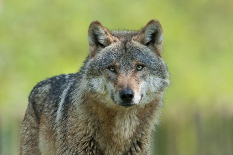 Fressen Wlfe Gromtter? Wolfs-Event zum internationalen Tag des Wolfes