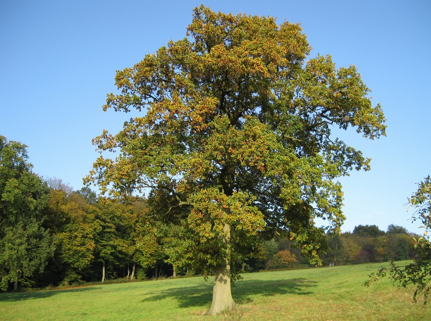 Zauberpause vorbei: Wunschkiste steht wieder am Zauberbaum