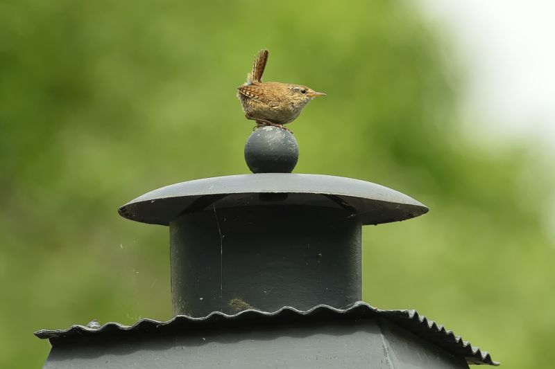 Vogelkonzert fr Frhaufsteher: Wer singt denn da?