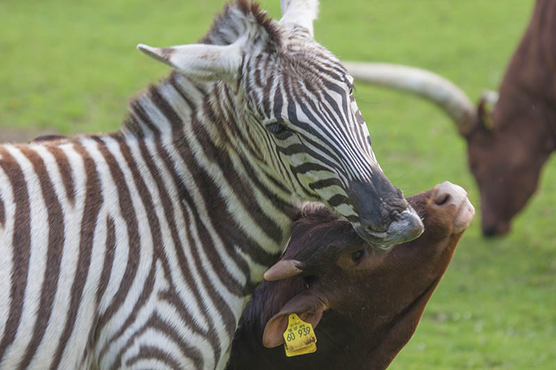 Einen Tag geht es in den Neuwieder Zoo. Foto: Helmi Tischler-Venter