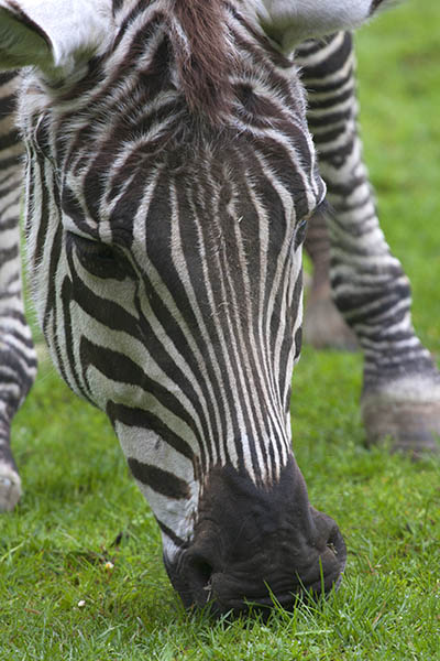 Am 18. 12. knnen Sie einen Einblick in das Leben der Zebras im Winter bekommen. Foto: Wolfgang Tischler