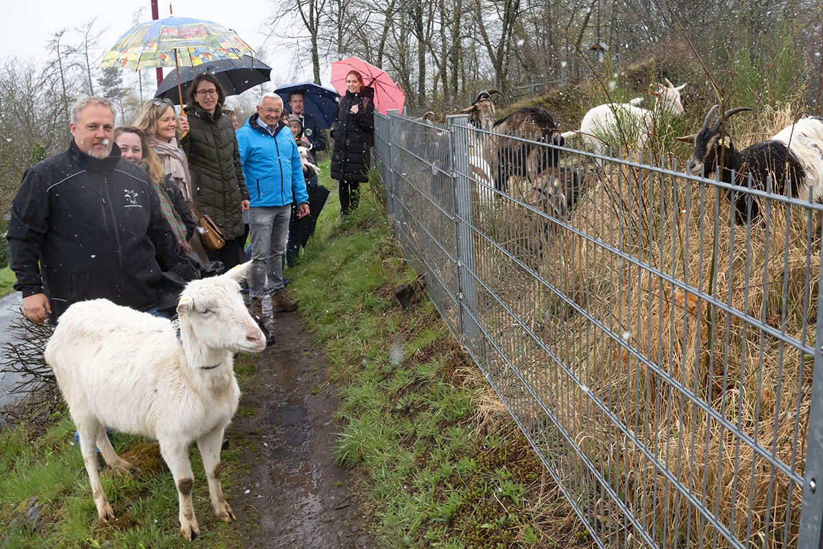 Ziegen pflegen den Malberg und bieten sich als Wanderbegleiter an