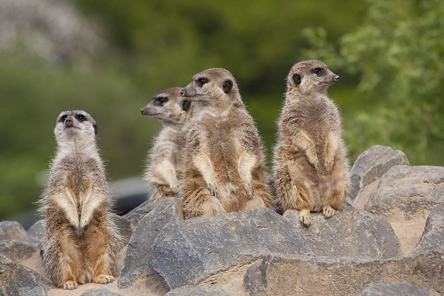 Halten die Erdmnnchen Ausschau nach Hilfen? Foto: Wolfgang Tischler