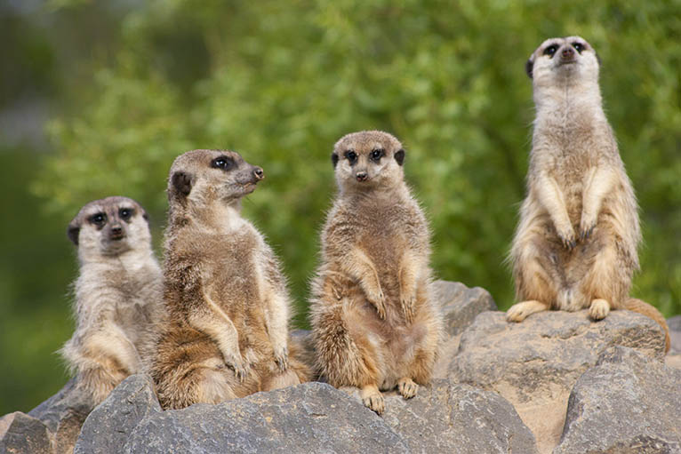 Zoos, Tierparks und Botanische Grten ffnen wieder